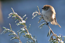 Bushtit